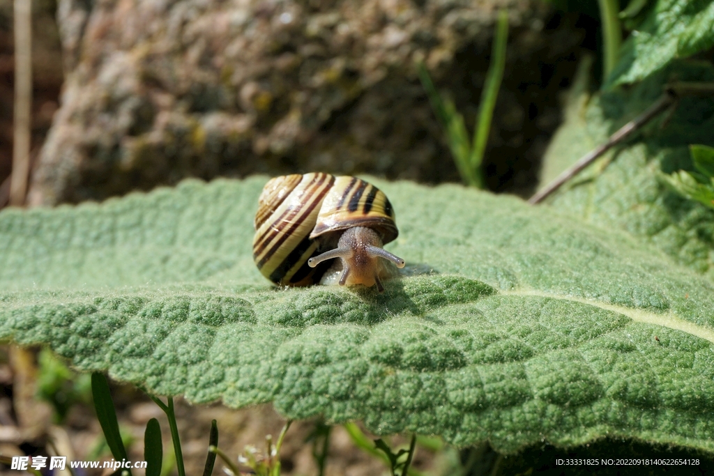 蜗牛