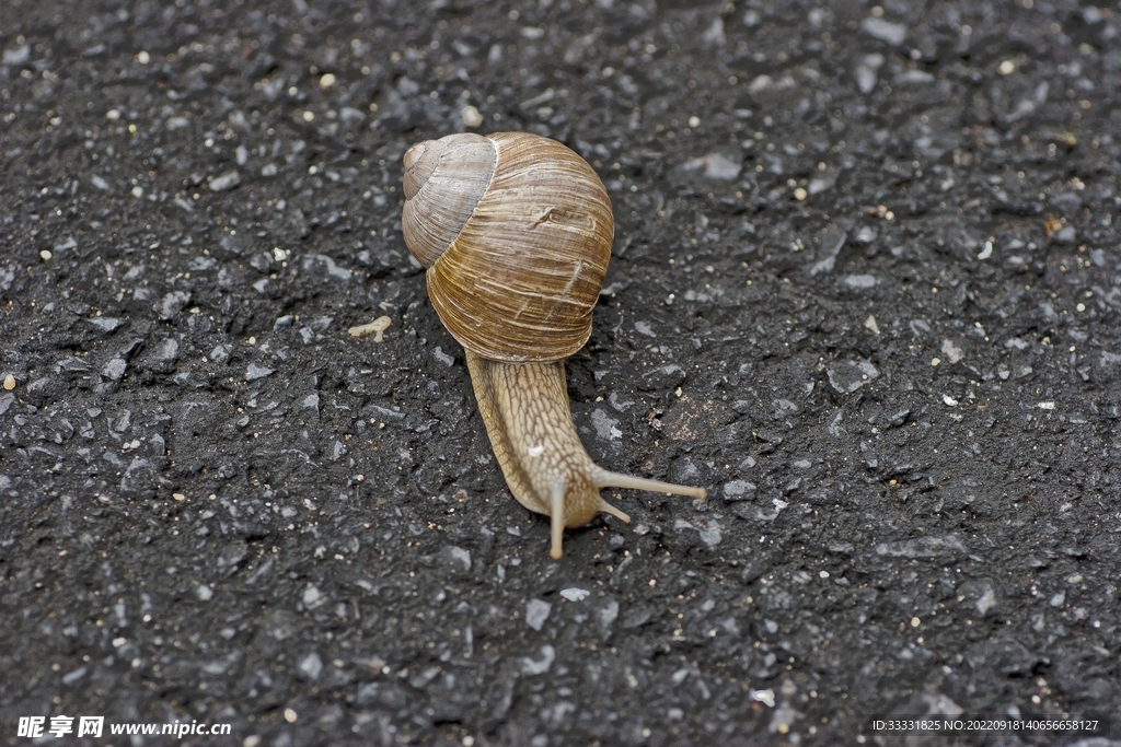 蜗牛
