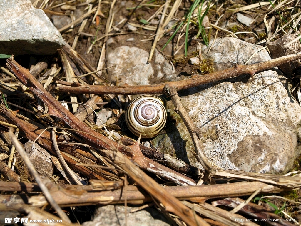 蜗牛