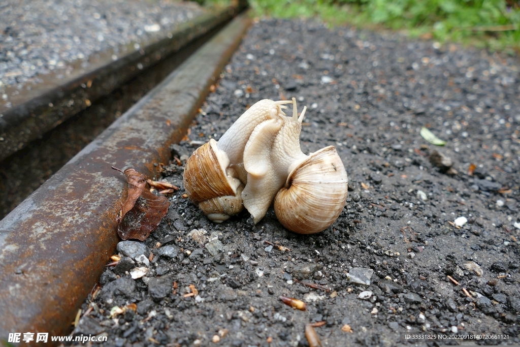 蜗牛