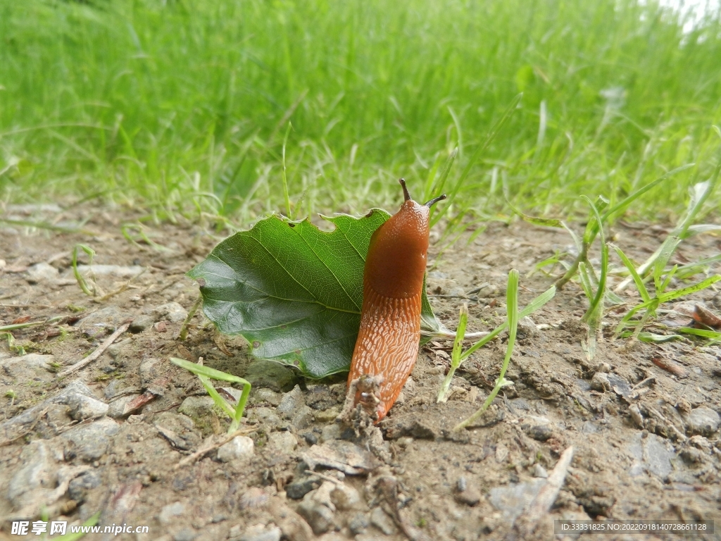 蜗牛