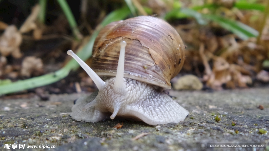蜗牛