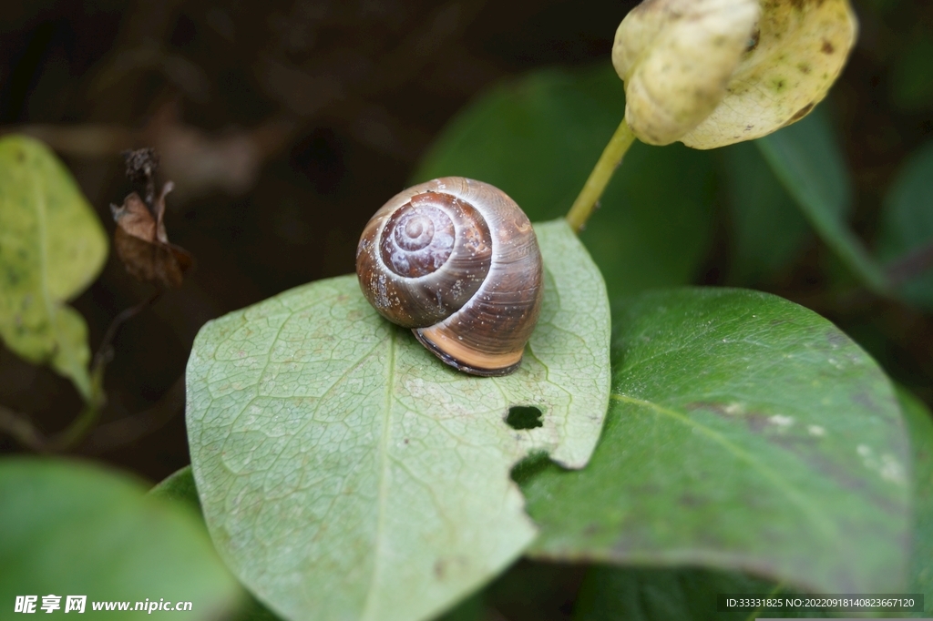蜗牛