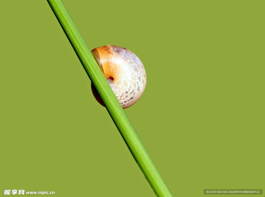 蜗牛