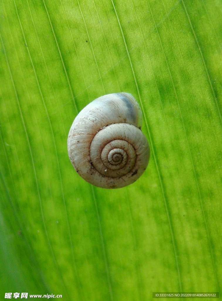 蜗牛
