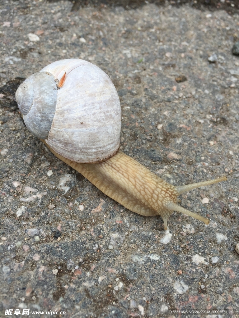 蜗牛