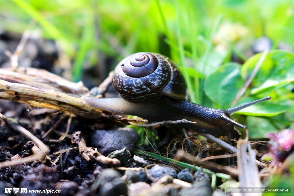 蜗牛