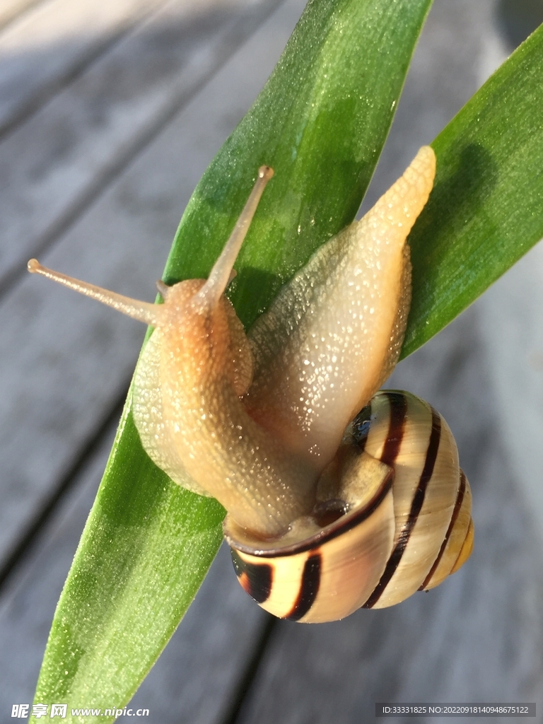 蜗牛