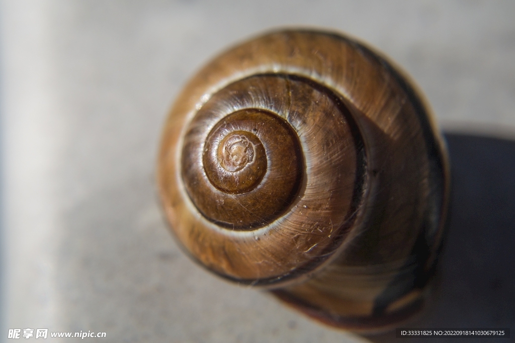 蜗牛