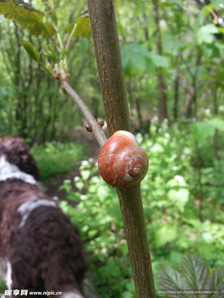 蜗牛