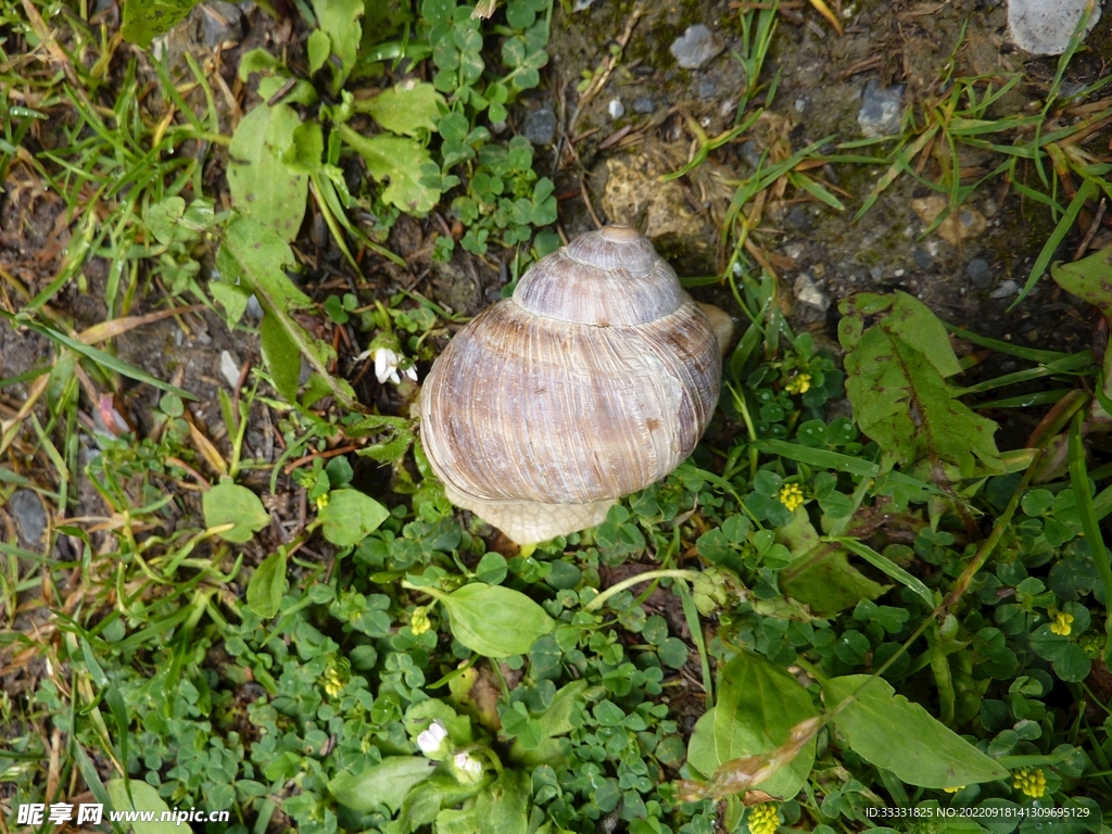 蜗牛
