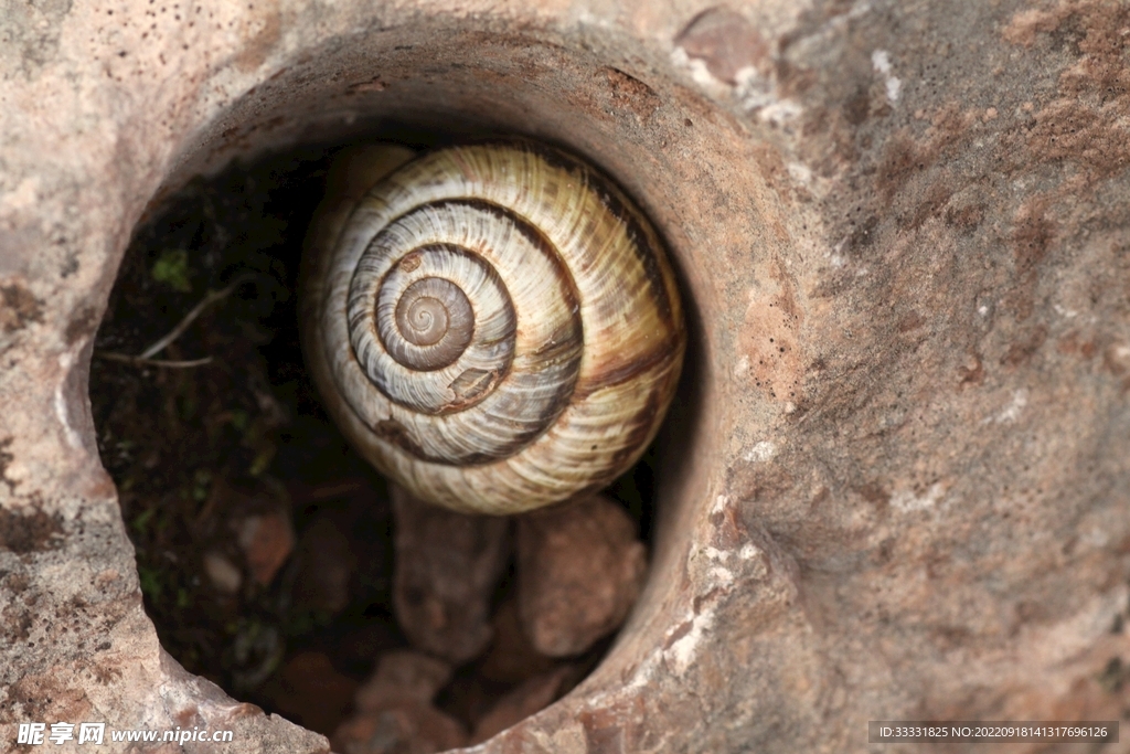 蜗牛