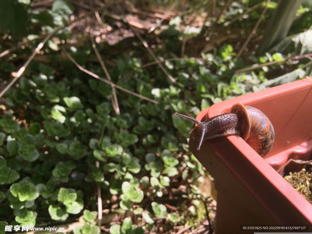 蜗牛