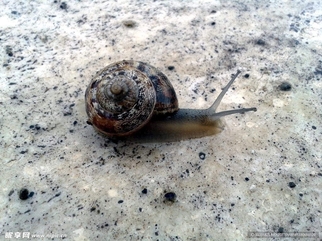 蜗牛