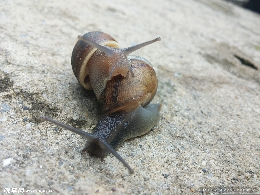 蜗牛