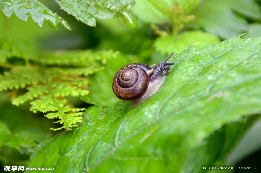 蜗牛
