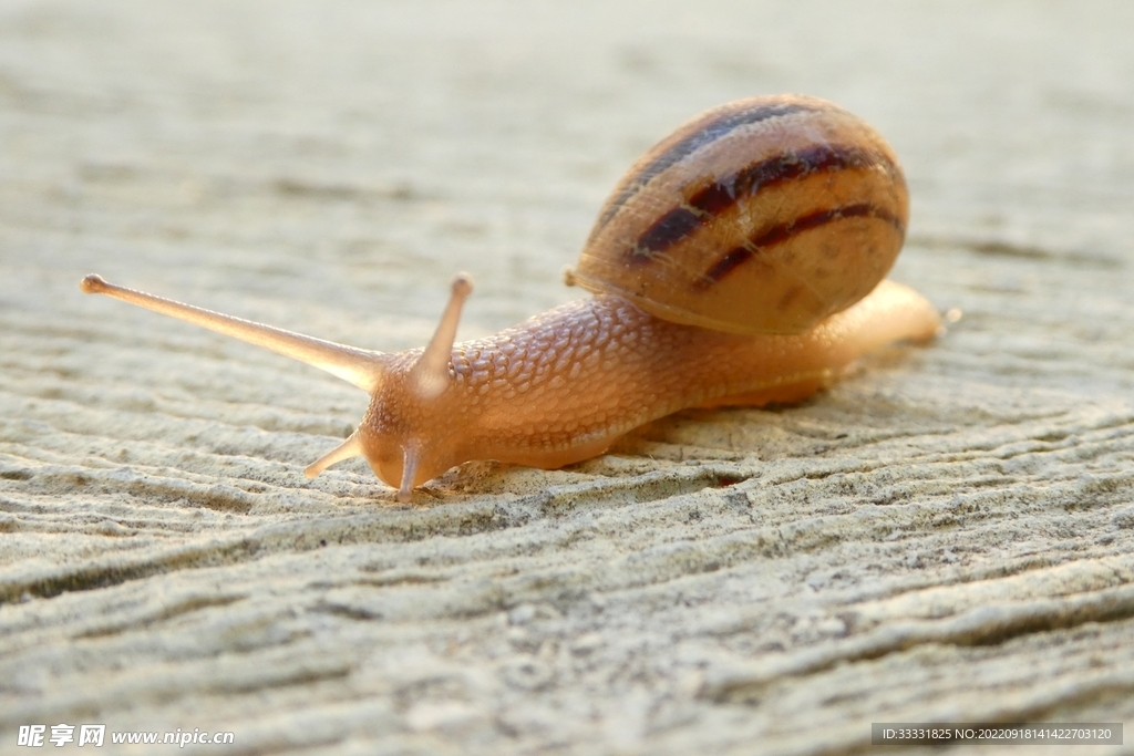 蜗牛
