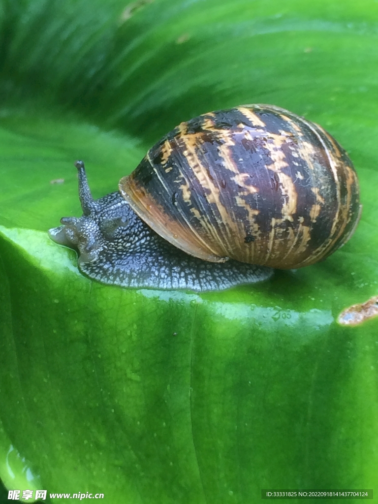 蜗牛