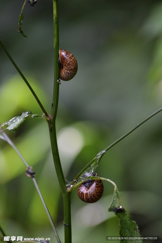 蜗牛