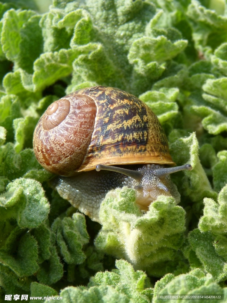 蜗牛