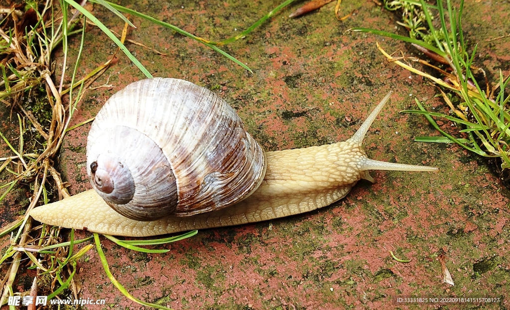 蜗牛