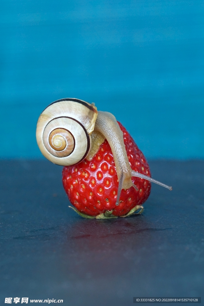 蜗牛