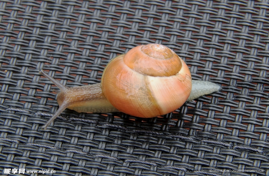 蜗牛