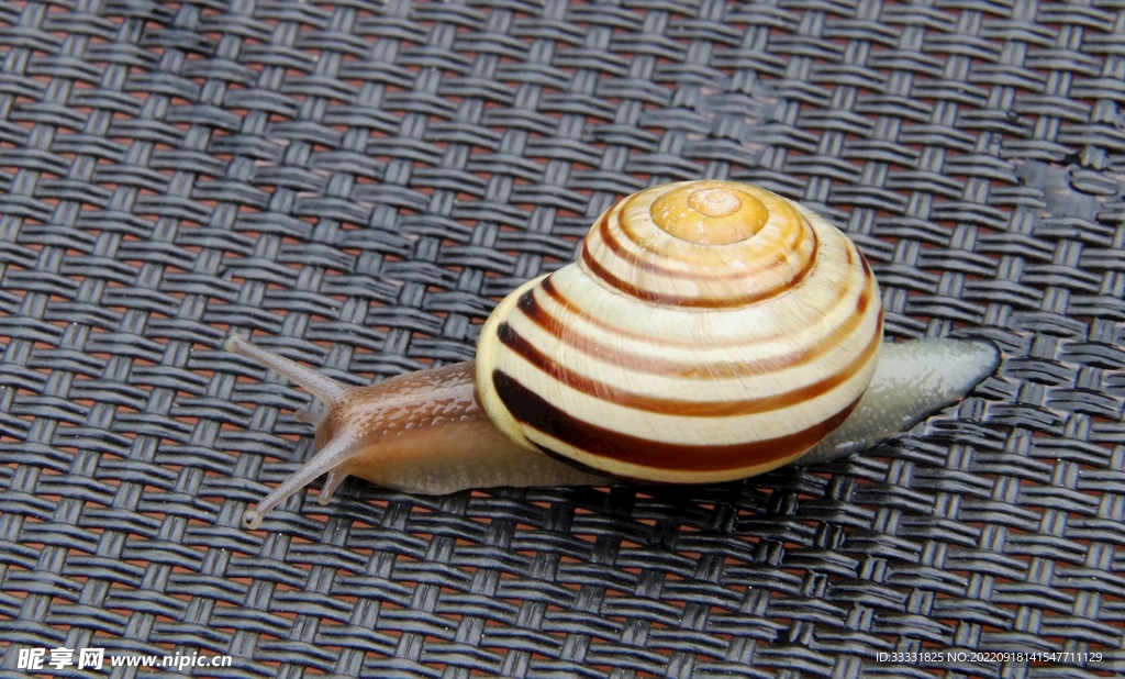 蜗牛