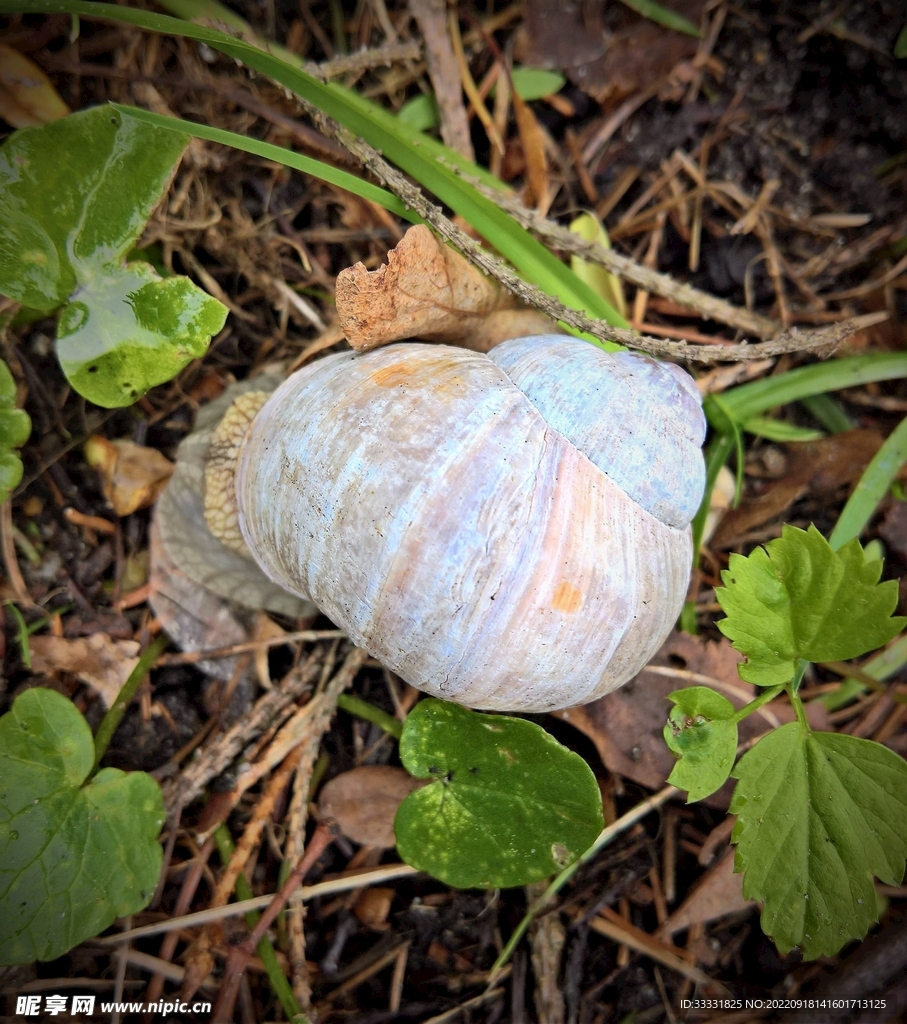 蜗牛