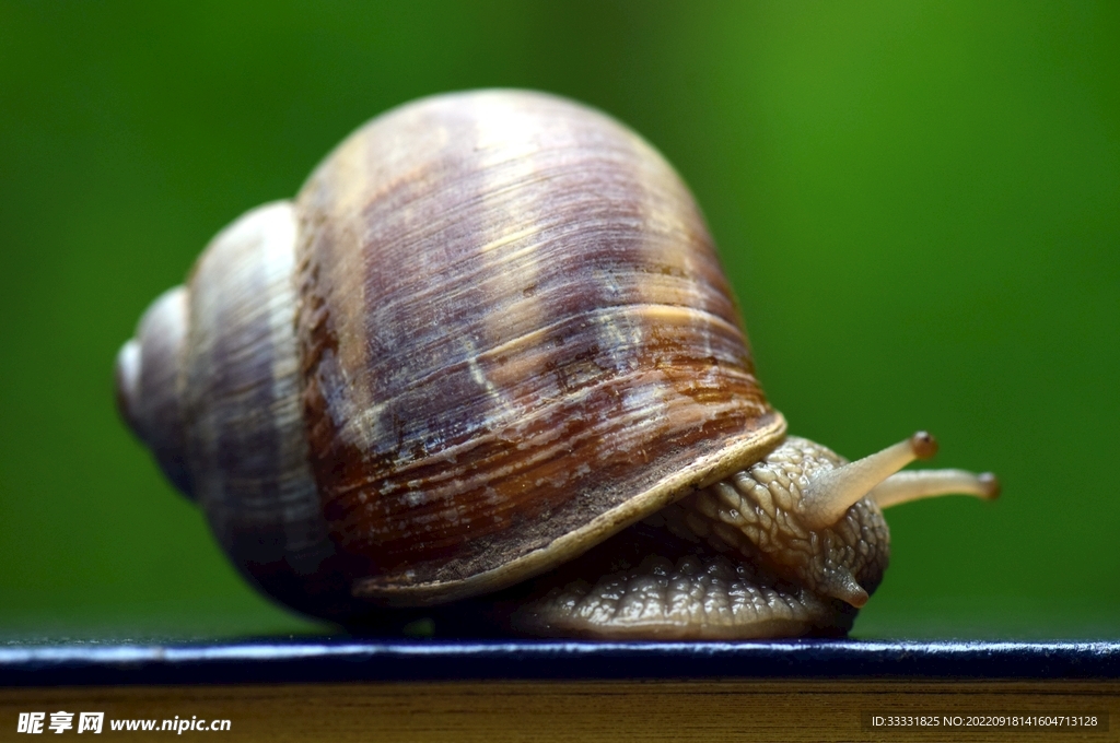 蜗牛