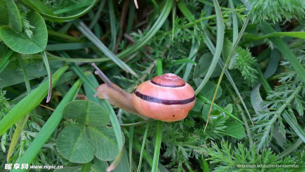 蜗牛