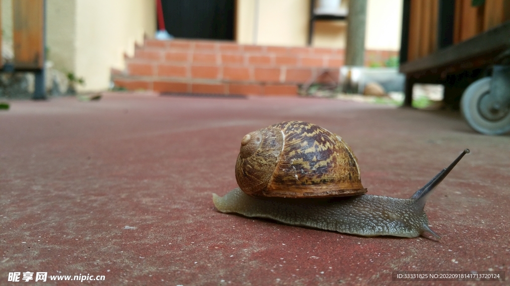蜗牛
