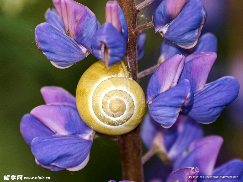 蜗牛