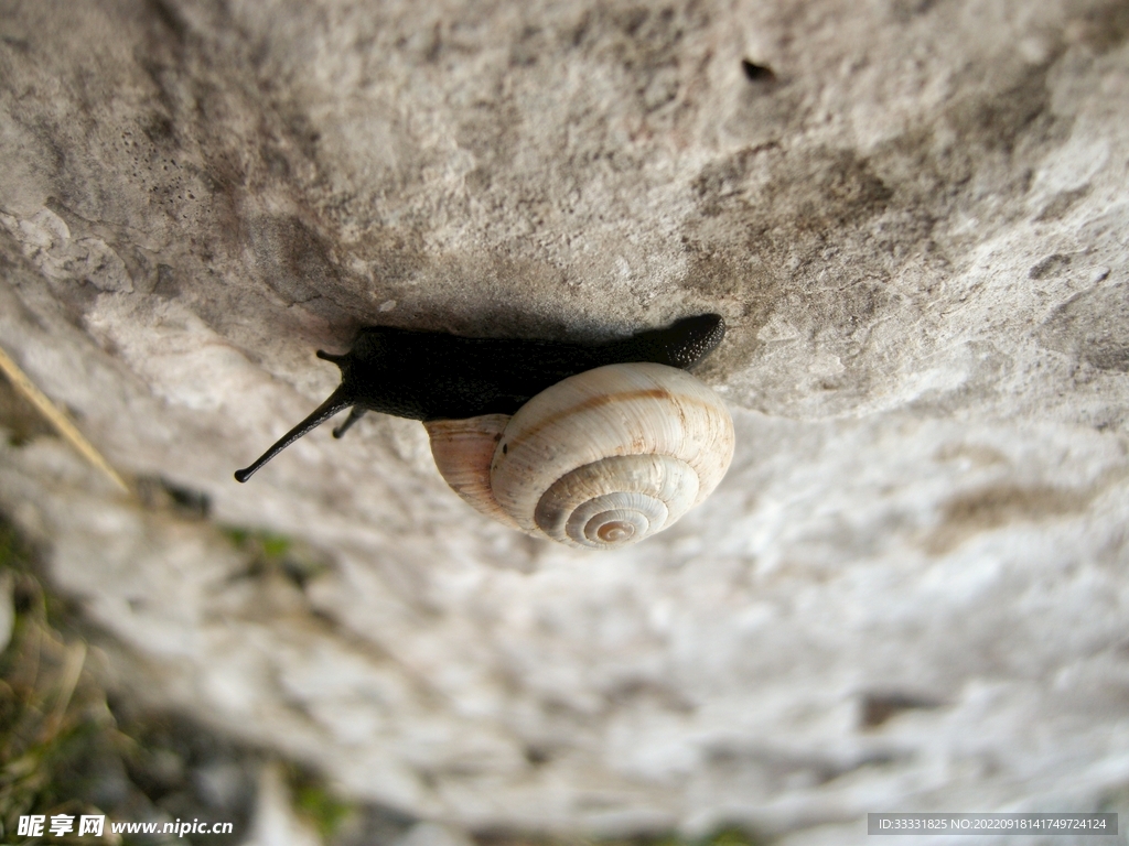 蜗牛