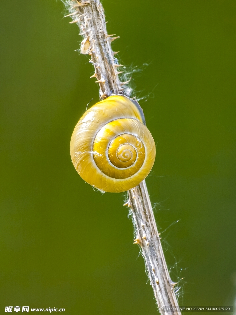 蜗牛