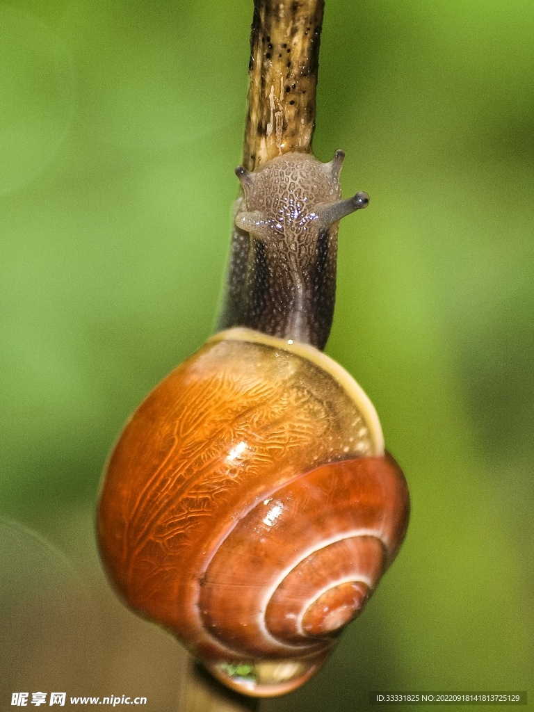 蜗牛