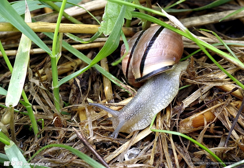蜗牛