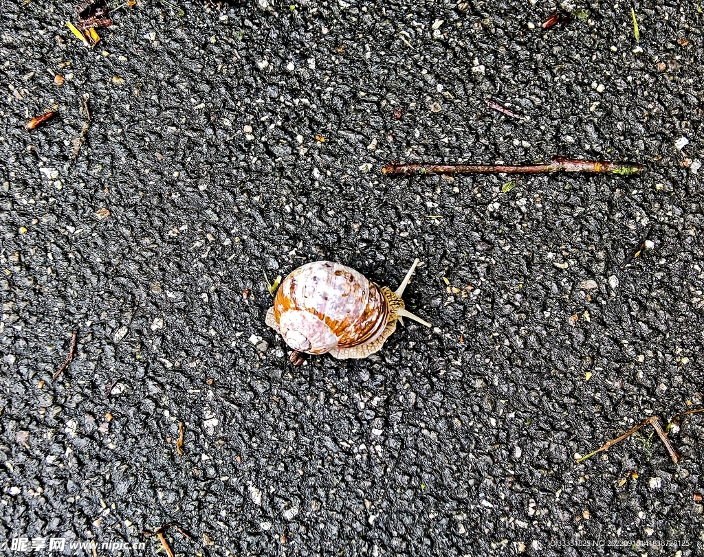蜗牛