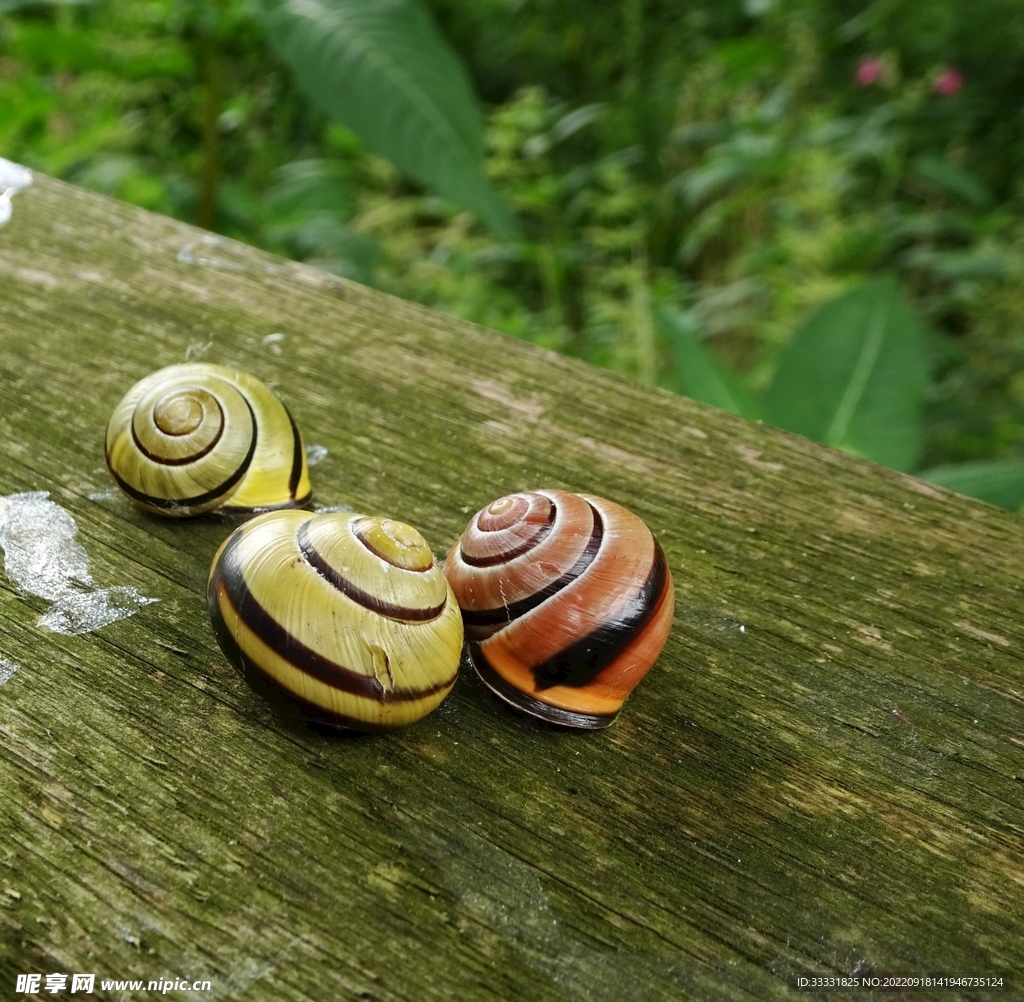 蜗牛