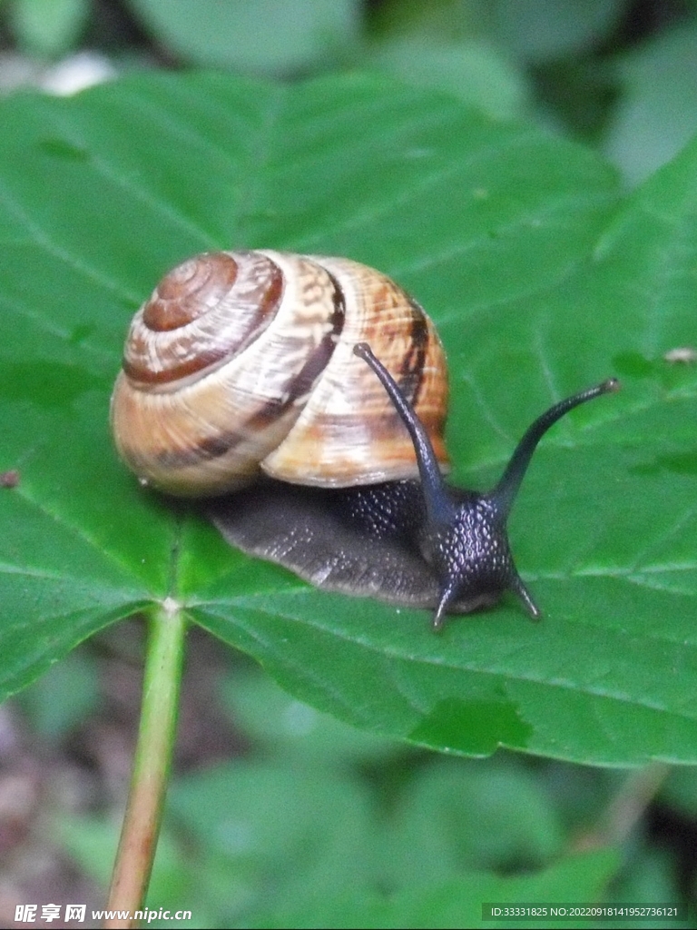 蜗牛