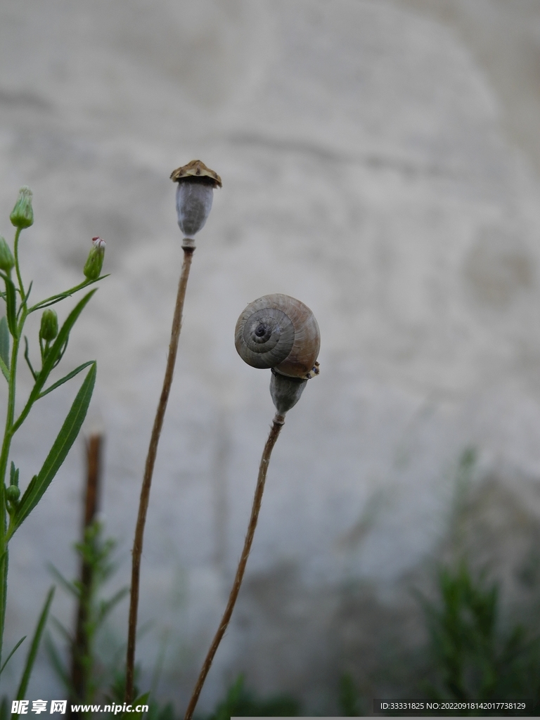 蜗牛