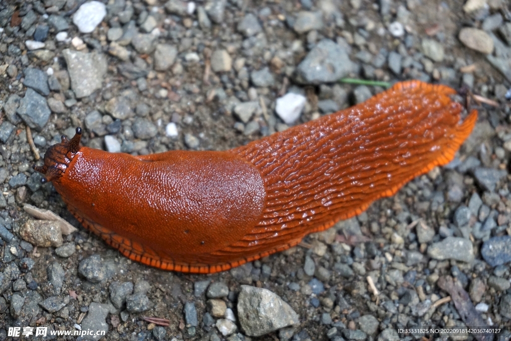 蜗牛
