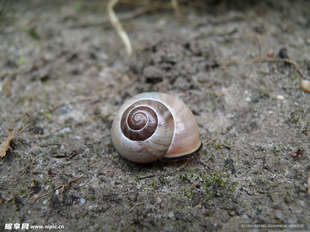 蜗牛