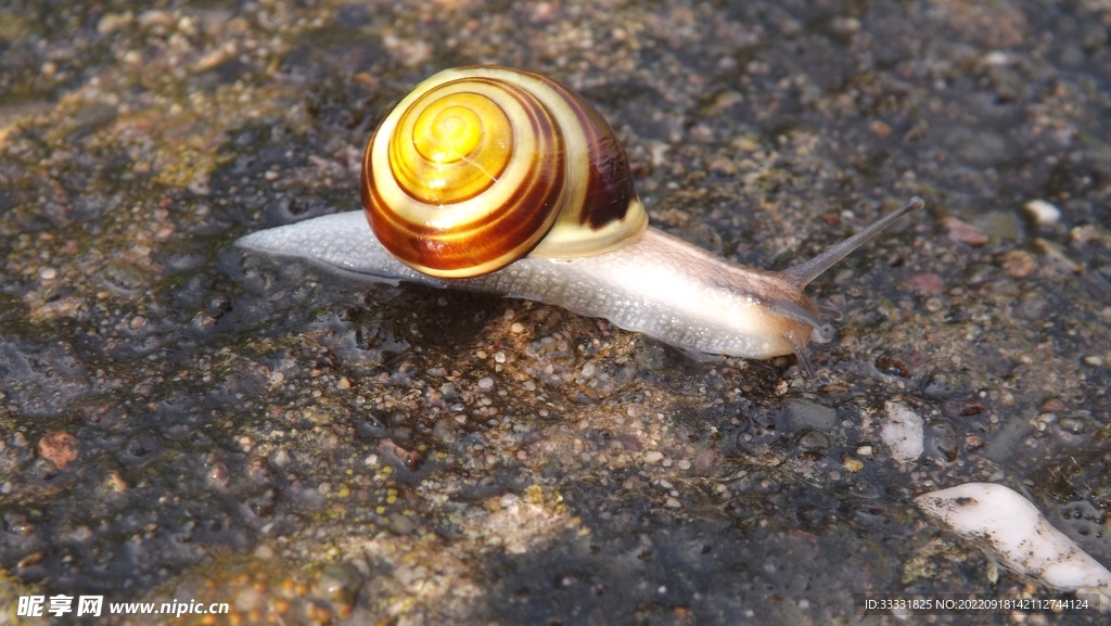 蜗牛