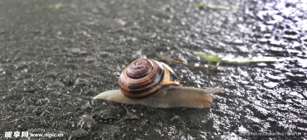 蜗牛