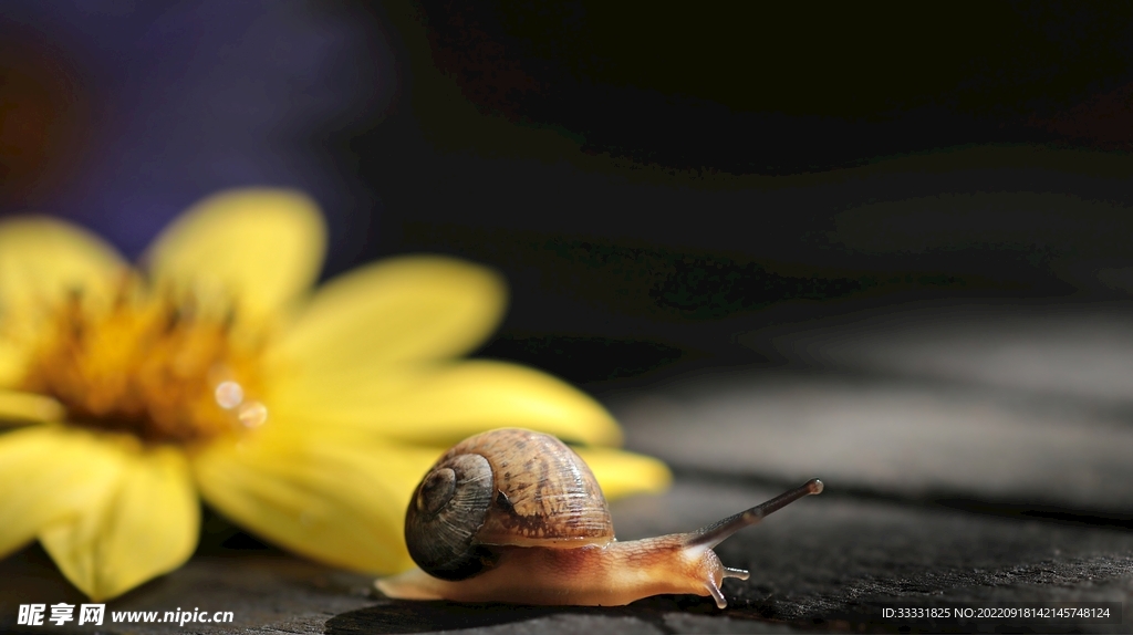 蜗牛