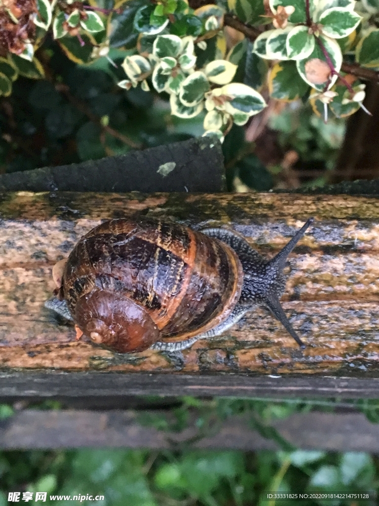 蜗牛