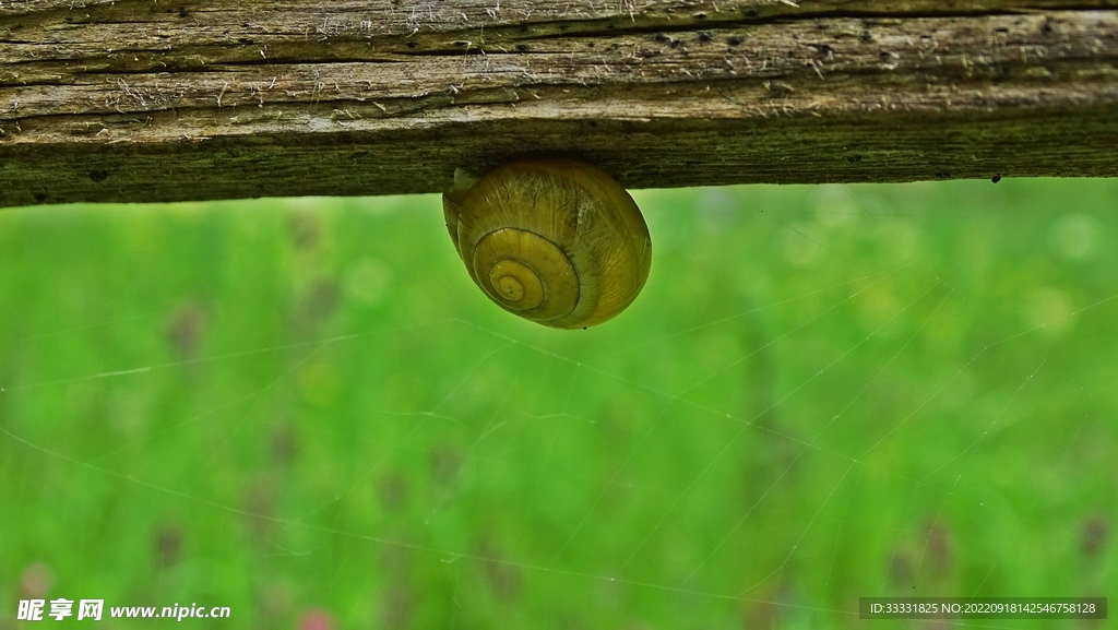 蜗牛