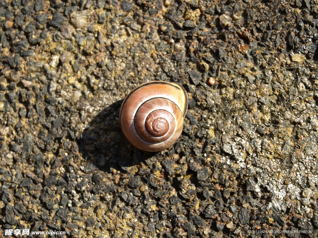 蜗牛