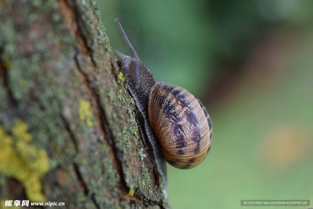 蜗牛